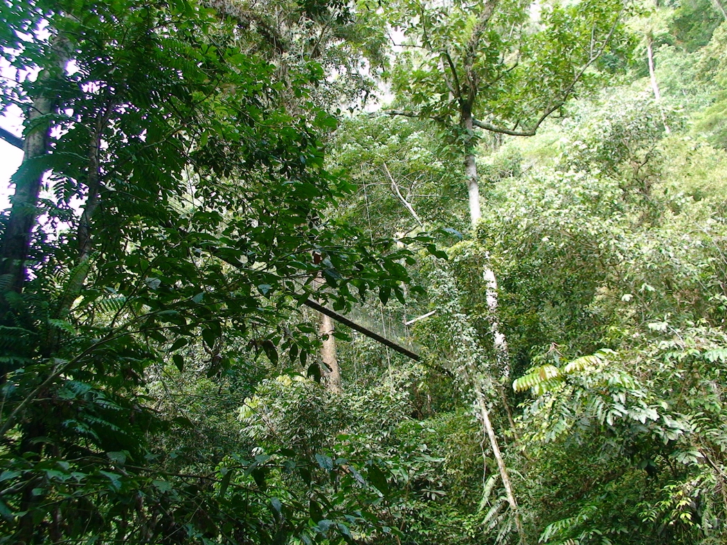 Borneo2 (25).JPG